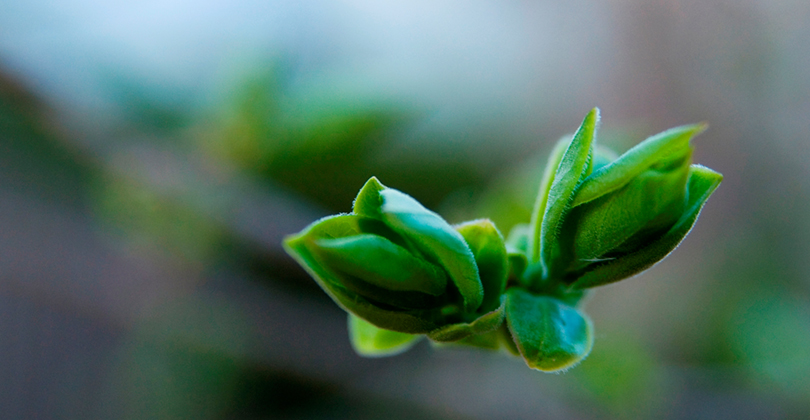 Defining Sustainability - budding leaves