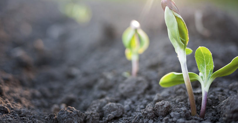 Plant sprouting